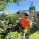 Why Overgrown Trees Need Professional Trimming